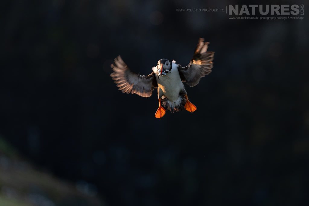 An Atlantic Puffin In Flight With Spread Wings Illuminated By The Evening Sun Photographed By Ian Roberts Whilst Spending Four Days With The Puffins Of Skomer Island Guiding For Natureslens An Atlantic Puffin In Flight, Lit By The Evening Sun