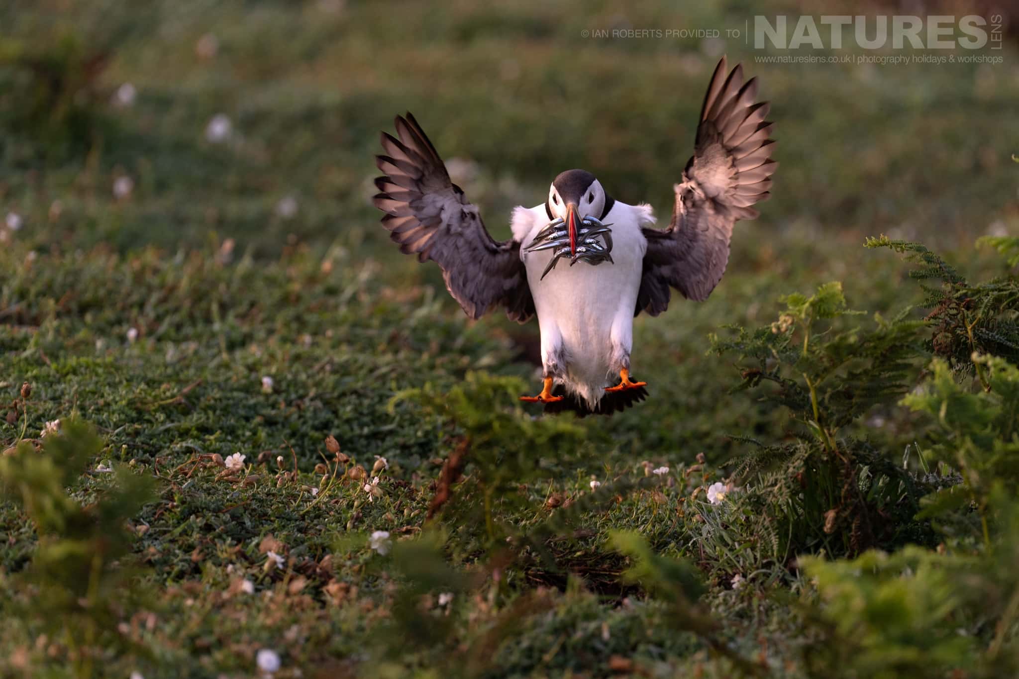 An Atlantic Puffin Just Touching Down With Fish In Its Beak Photographed By Ian Roberts Whilst Spending Four Days With The Puffins Of Skomer Island Guiding For Natureslens An Atlantic Puffin Just Touching Down With Fish In It'S Beak - Photographed By Ian Roberts Whilst Spending Four Days With The Puffins Of Skomer Island Guiding For Natureslens