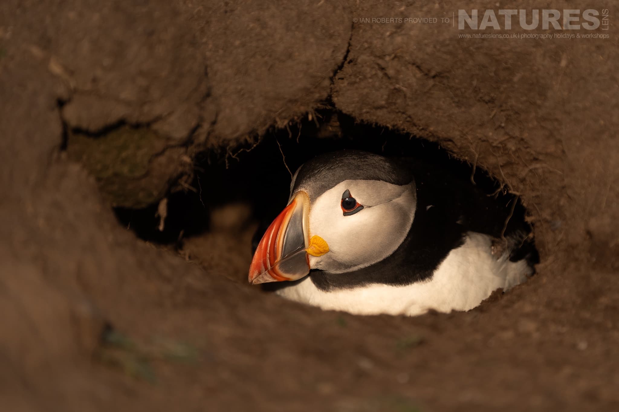 An Atlantic Puffin Resting In Its Burrow Photographed By Ian Roberts Whilst Spending Four Days With The Puffins Of Skomer Island Guiding For Natureslens An Atlantic Puffin Resting In It'S Burrow - Photographed By Ian Roberts Whilst Spending Four Days With The Puffins Of Skomer Island Guiding For Natureslens