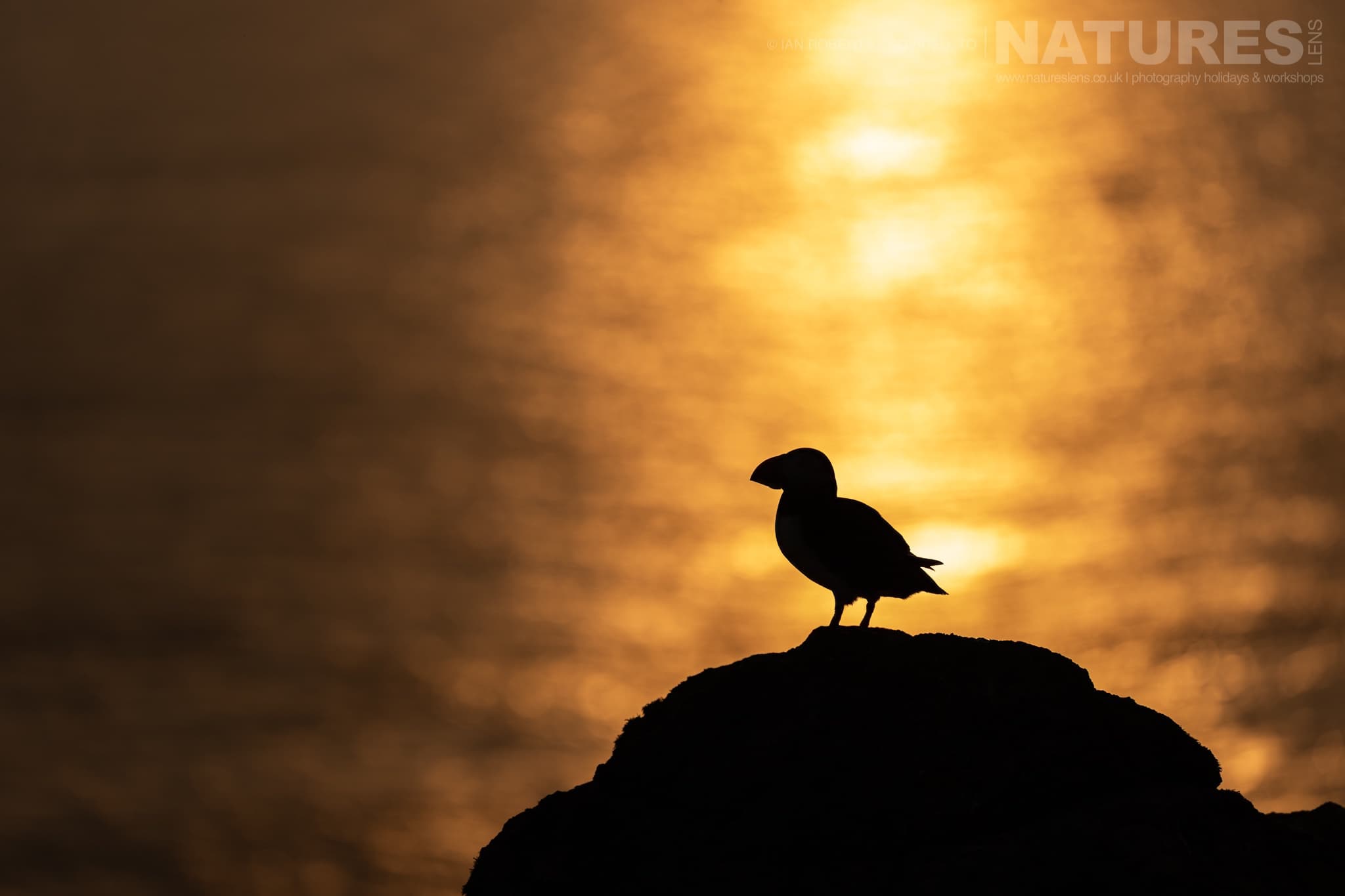 An Atlantic Puffin Silhouetted At Sunset On A Coastal Cliff Photographed By Ian Roberts Whilst Spending Four Days With The Puffins Of Skomer Island Guiding For Natureslens An Atlantic Puffin Silhouetted At Sunset On A Coastal Cliff - Photographed By Ian Roberts Whilst Spending Four Days With The Puffins Of Skomer Island Guiding For Natureslens