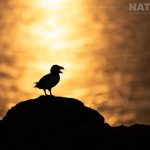 Four Days With The Puffins Of Skomer Island