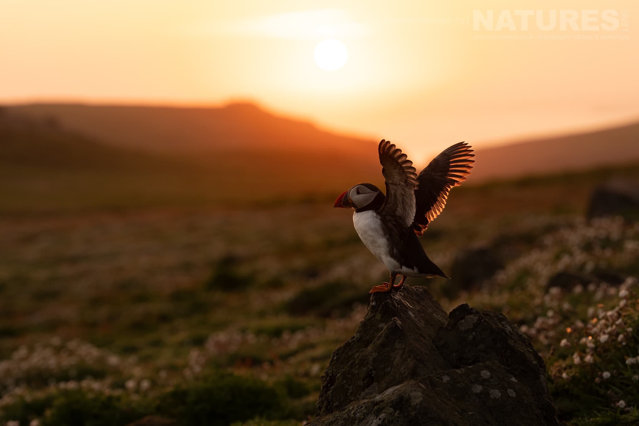 An Atlantic Puffin Spreading Its Wings At Sunset Photographed By Ian Roberts Whilst Spending Four Days With The Puffins Of Skomer Island Guiding For Natureslens An Atlantic Puffin Spreading It'S Wings At Sunset - Photographed By Ian Roberts Whilst Spending Four Days With The Puffins Of Skomer Island Guiding For Natureslens