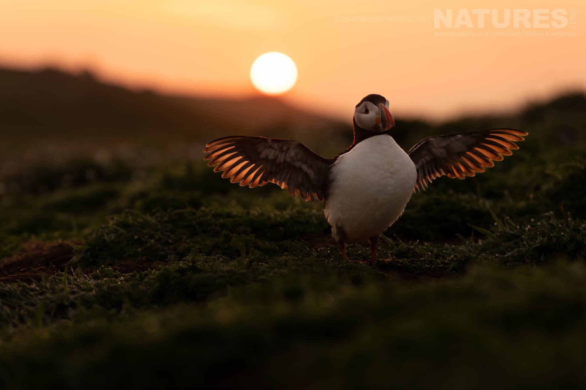 An Atlantic Puffin Spreading Wings At Sunset Photographed By Ian Roberts Whilst Spending Four Days With The Puffins Of Skomer Island Guiding For Natureslens An Atlantic Puffin Spreading Wings At Sunset - Photographed By Ian Roberts Whilst Spending Four Days With The Puffins Of Skomer Island Guiding For Natureslens
