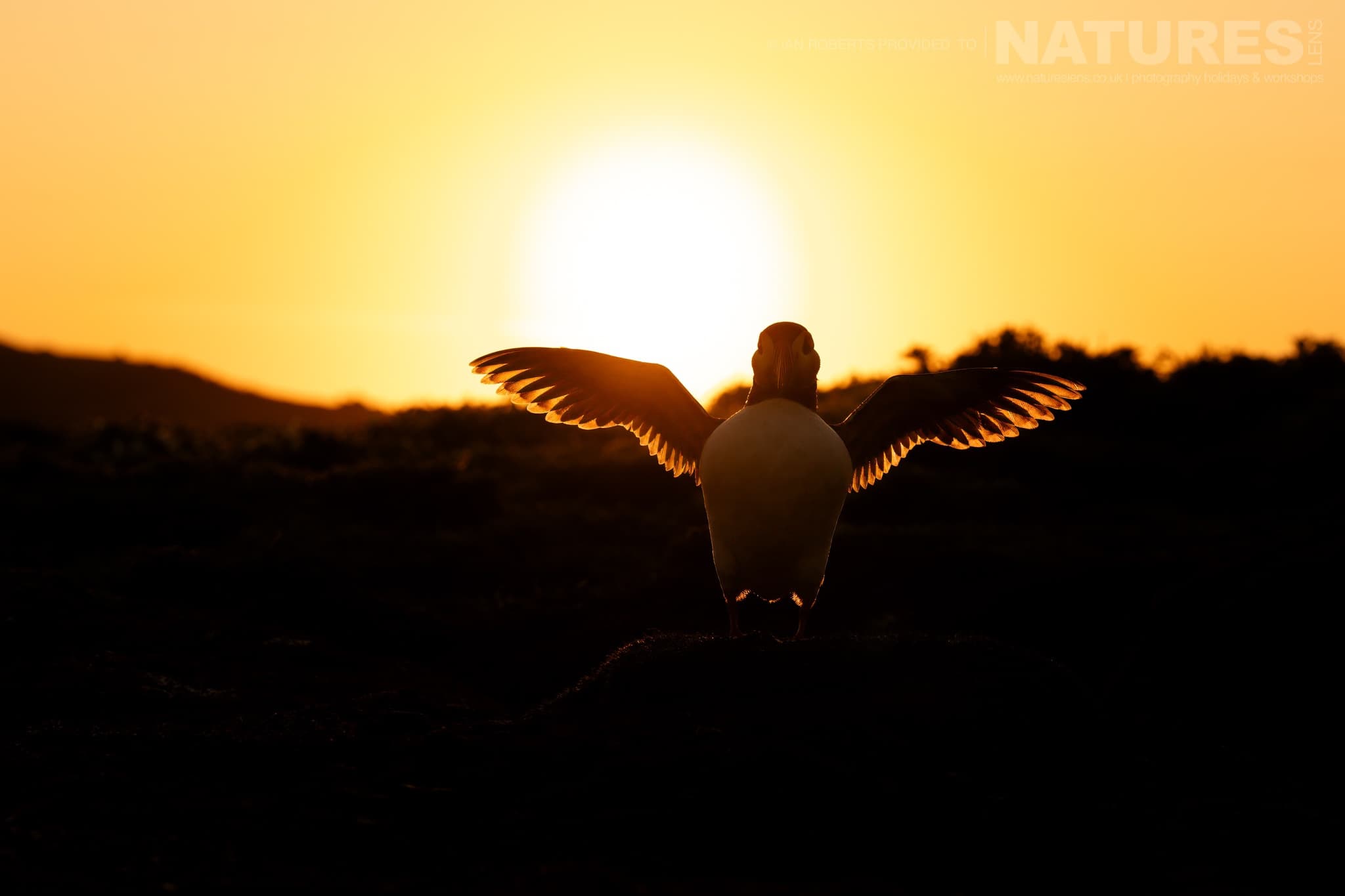 An Atlantic Puffin With Illuminated Wings At Sunset Photographed By Ian Roberts Whilst Spending Four Days With The Puffins Of Skomer Island Guiding For Natureslens An Atlantic Puffin With Illuminated Wings At Sunset - Photographed By Ian Roberts Whilst Spending Four Days With The Puffins Of Skomer Island Guiding For Natureslens