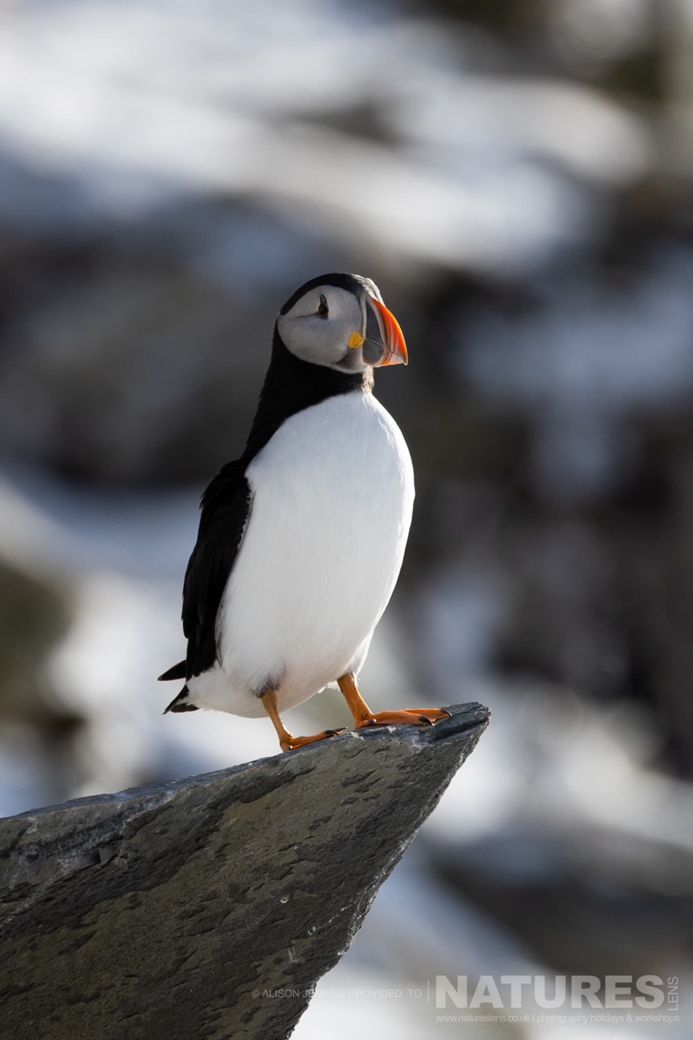 An Atlantic Puffin Standing On A Rock Photographed By Alison Jenkins Who Will Be Leading The Natureslens Arctic Wildlife Of Varanger Photography Holiday An Atlantic Puffin Standing On A Rock Photographed By Alison Jenkins Who Will Be Leading The Natureslens Arctic Wildlife Of Varanger Photography Holiday