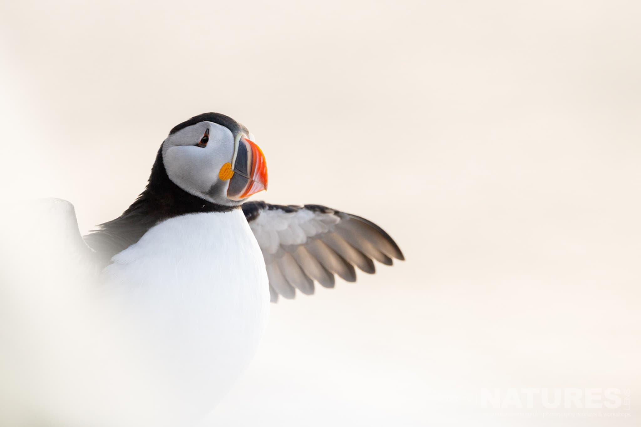 An Atlantic Puffin On A Snowy Background Spreading Its Wings Photographed By Alison Jenkins Who Will Be Leading The Natureslens Arctic Wildlife Of Varanger Photography Holiday An Atlantic Puffin On A Snowy Background Spreading Its Wings Photographed By Alison Jenkins Who Will Be Leading The Natureslens Arctic Wildlife Of Varanger Photography Holiday
