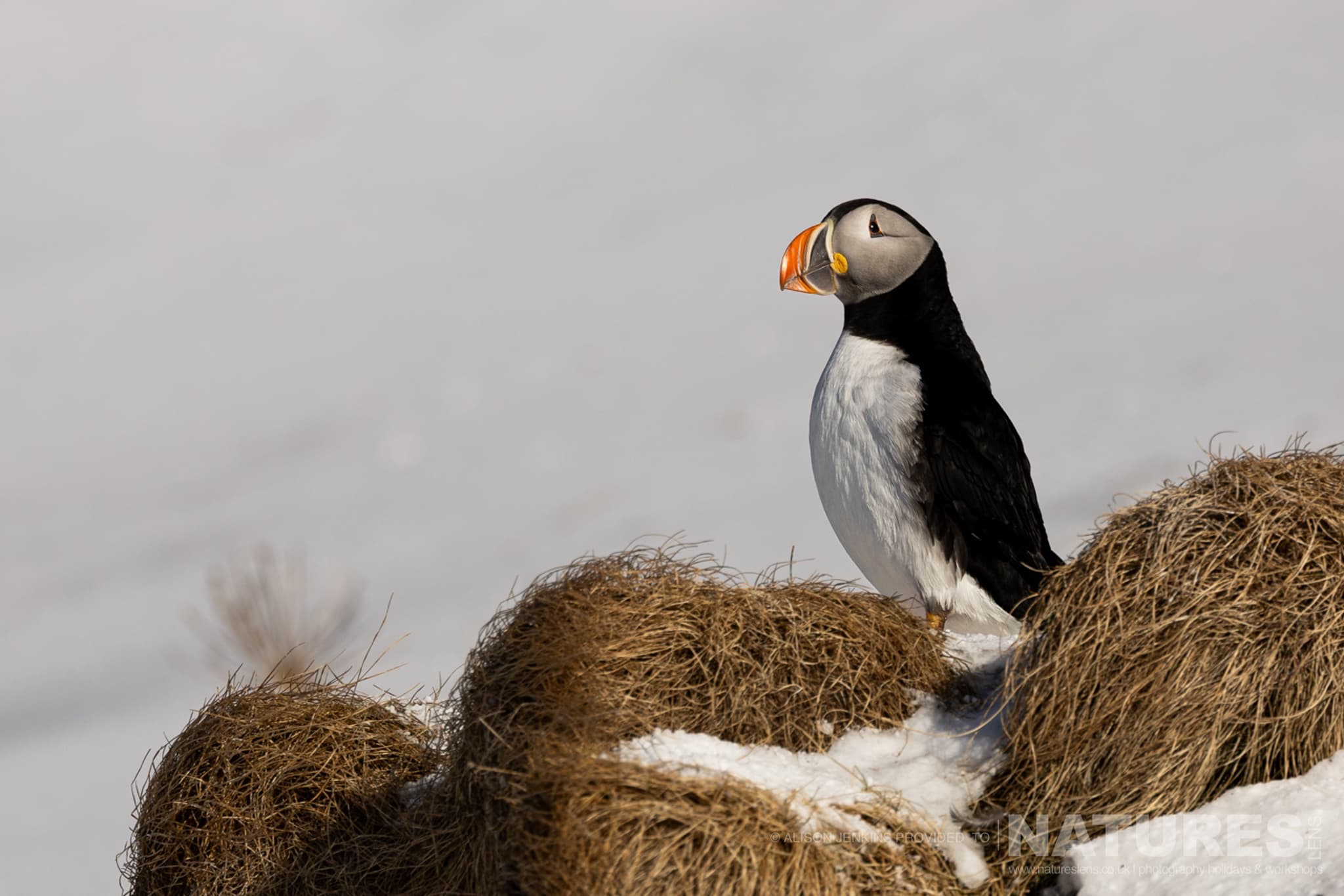 An Atlantic Puffin On A Wintery Perch Photographed By Alison Jenkins Who Will Be Leading The Natureslens Arctic Wildlife Puffins In The Snow Photography Holiday An Atlantic Puffin On A Wintery Perch - Photographed By Alison Jenkins Who Will Be Leading The Natureslens Arctic Wildlife &Amp; Puffins In The Snow Photography Holiday