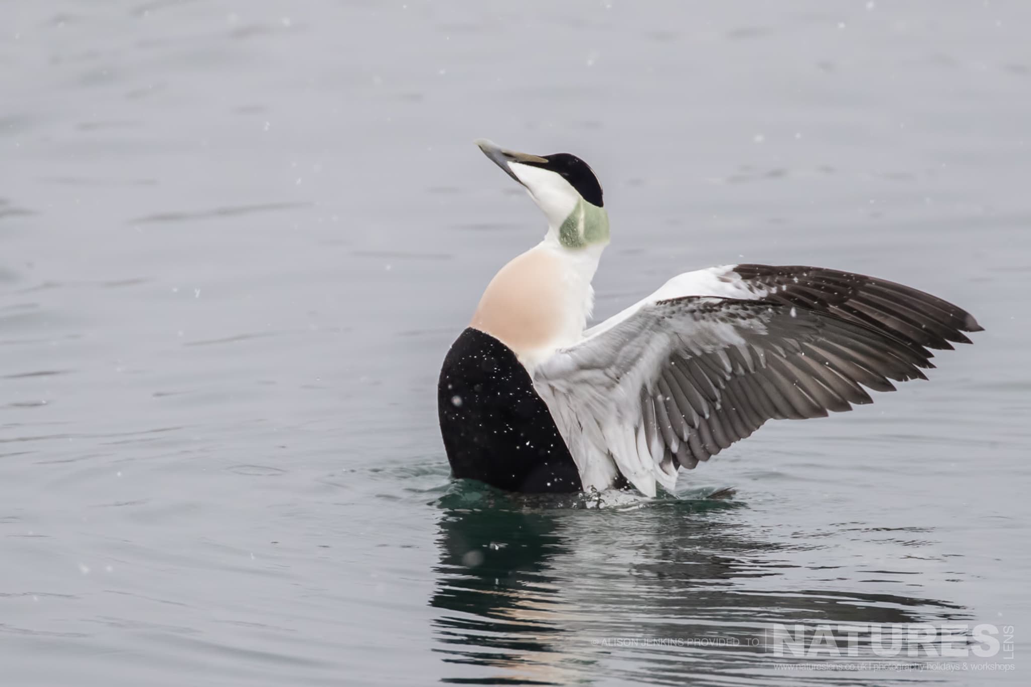 An Eider Duck Stretching Its Wings Photographed By Alison Jenkins Who Will Be Leading The Natureslens Arctic Wildlife Puffins In The Snow Photography Holiday An Eider Duck Stretching It'S Wings - Photographed By Alison Jenkins Who Will Be Leading The Natureslens Arctic Wildlife &Amp; Puffins In The Snow Photography Holiday