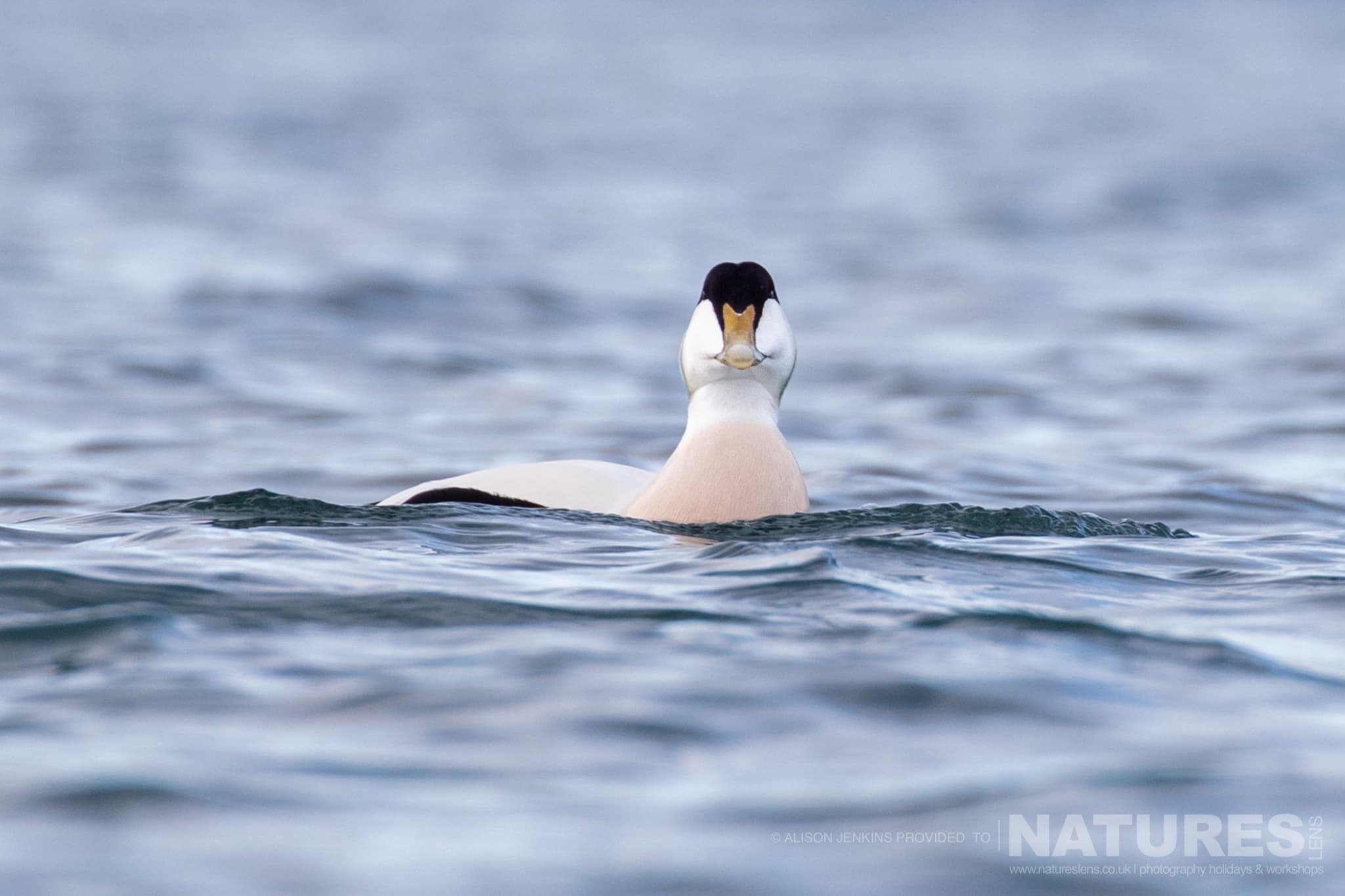 An Eider Duck Swimming On Water Photographed By Alison Jenkins Who Will Be Leading The Natureslens Arctic Wildlife Puffins In The Snow Photography Holiday An Eider Duck Swimming On Water - Photographed By Alison Jenkins Who Will Be Leading The Natureslens Arctic Wildlife &Amp; Puffins In The Snow Photography Holiday- Photographed During A Natureslens Holiday For Atlantic Puffin Photography On Grímsey Island, Iceland