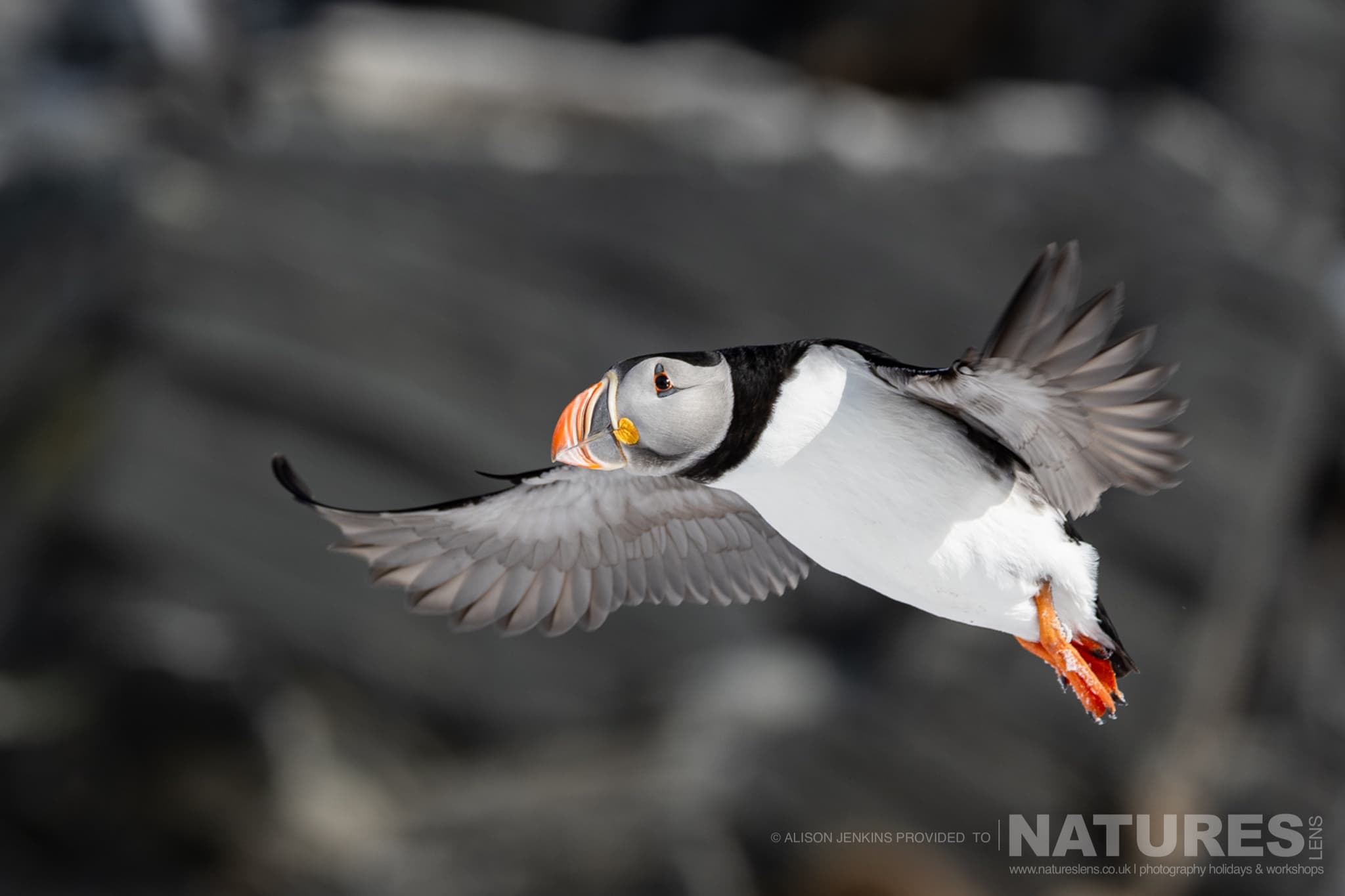An Flying Atlantic Puffin Photographed By Alison Jenkins Who Will Be Leading The Natureslens Arctic Wildlife Puffins In The Snow Photography Holiday An Flying Atlantic Puffin - Photographed By Alison Jenkins Who Will Be Leading The Natureslens Arctic Wildlife &Amp; Puffins In The Snow Photography Holiday