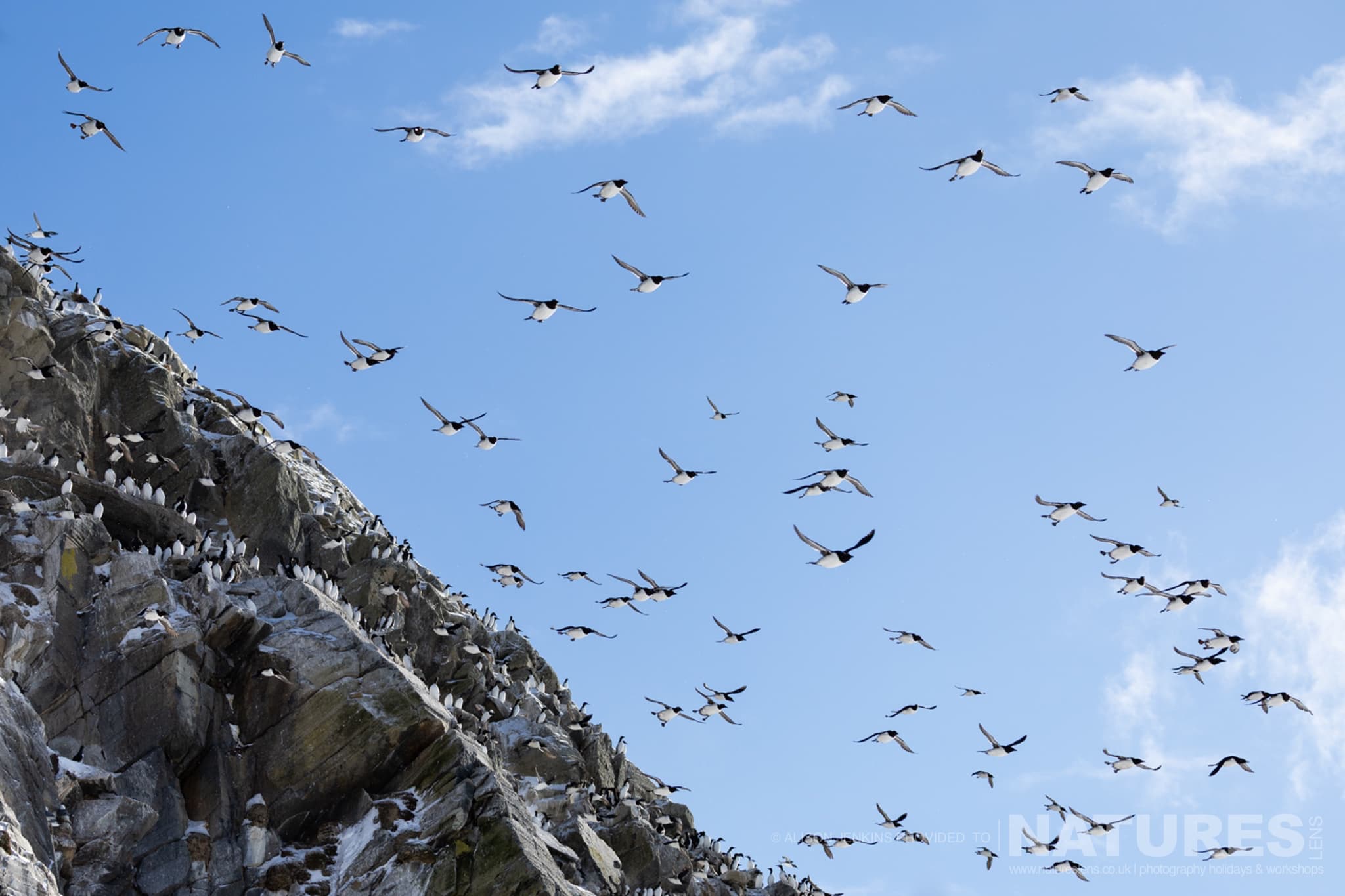 Many Birds Taking Flight From A Rocky Cliff Photographed By Alison Jenkins Who Will Be Leading The Natureslens Arctic Wildlife Puffins In The Snow Photography Holiday Many Birds Taking Flight From A Rocky Cliff - Photographed By Alison Jenkins Who Will Be Leading The Natureslens Arctic Wildlife &Amp; Puffins In The Snow Photography Holiday