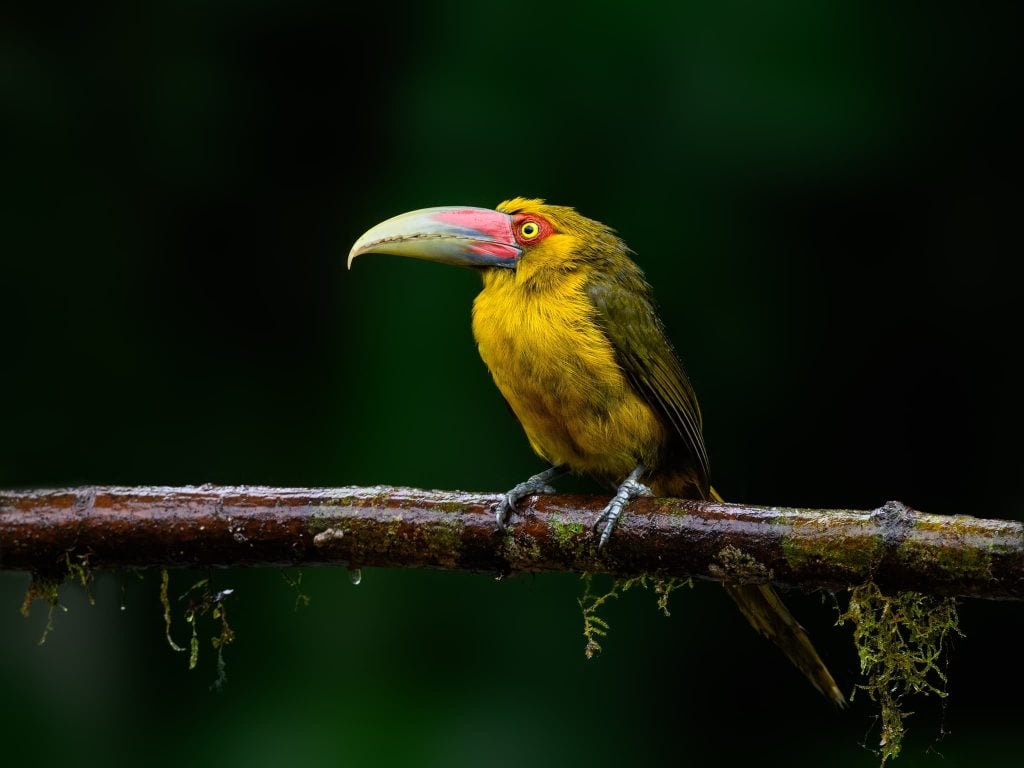 Photograph the Birds of Brazil with NaturesLens in 2026