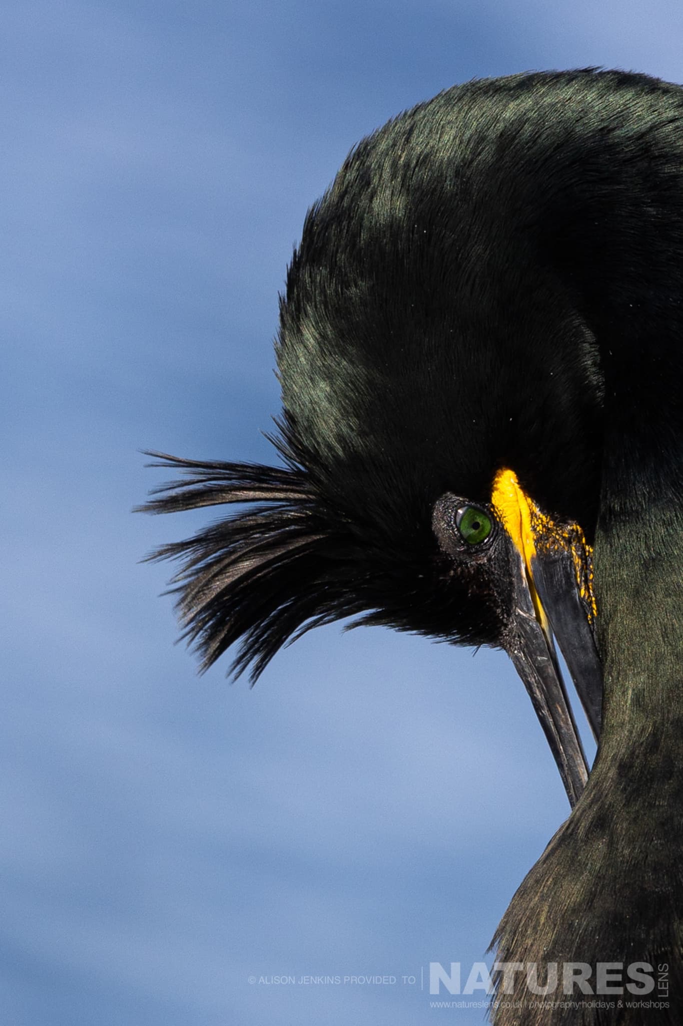 The Green Eye Of A European Shag Photographed By Alison Jenkins Who Will Be Leading The Natureslens Arctic Wildlife Puffins In The Snow Photography Holiday The Green Eye Of A European Shag - Photographed By Alison Jenkins Who Will Be Leading The Natureslens Arctic Wildlife &Amp; Puffins In The Snow Photography Holiday