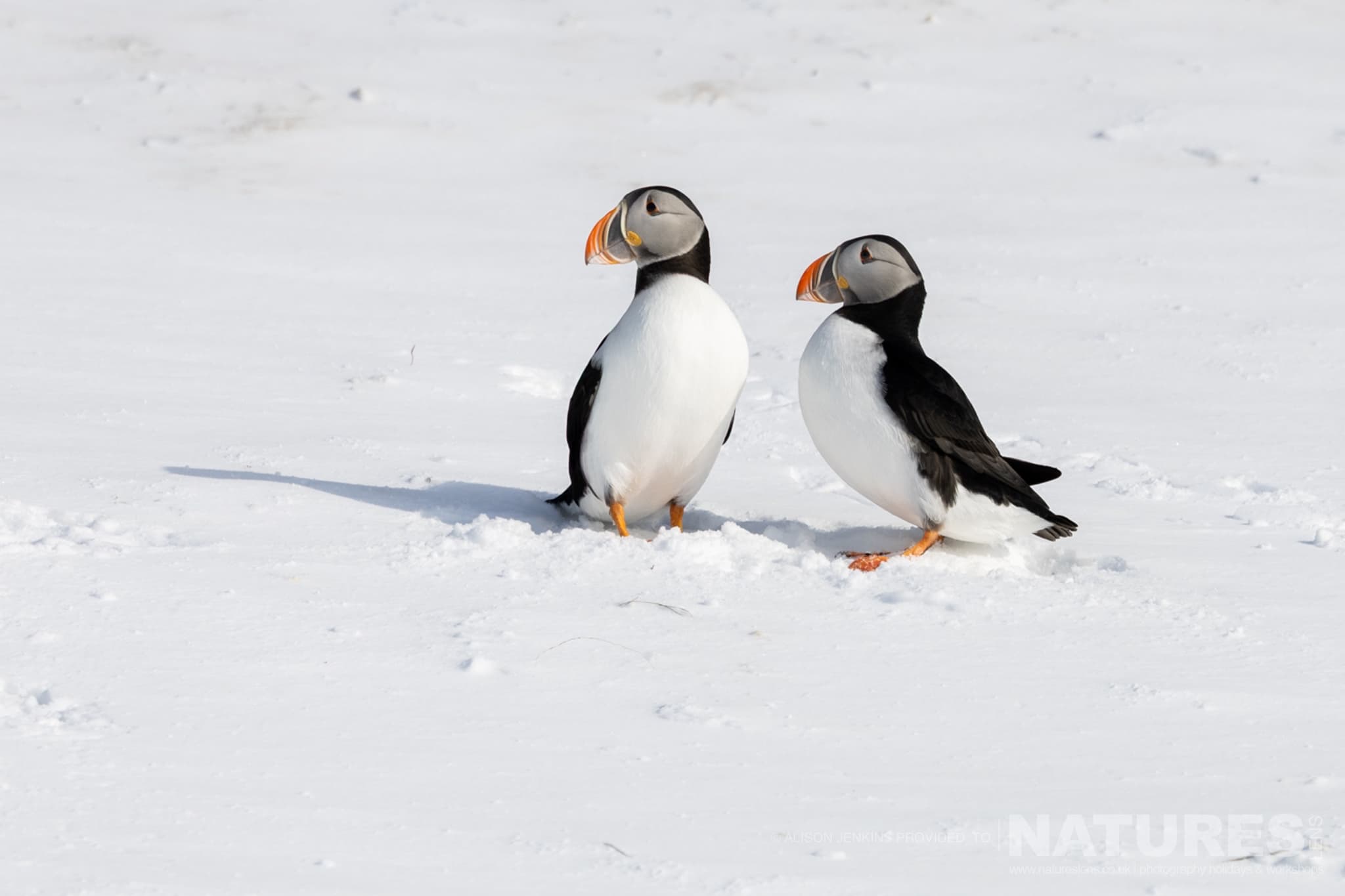 Two Puffins Stood On A Snowy Landscape Photographed By Alison Jenkins Who Will Be Leading The Natureslens Arctic Wildlife Puffins In The Snow Photography Holiday Two Puffins Stood On A Snowy Landscape - Photographed By Alison Jenkins Who Will Be Leading The Natureslens Arctic Wildlife &Amp; Puffins In The Snow Photography Holiday