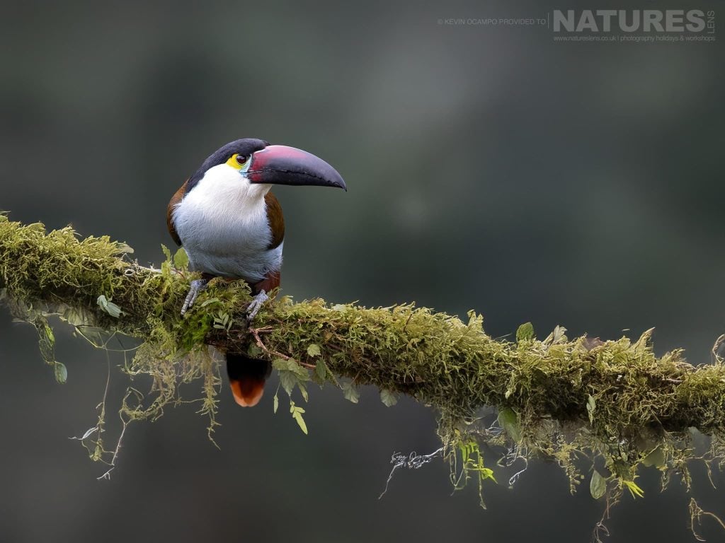 Photograph the Ultimate Birds of Colombia with NaturesLens in 2027