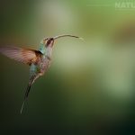 Why Join Our Ultimate Birds Of Colombia Wildlife Photography Tour?