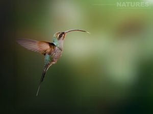 A Green Hermit (Phaethornis guy) - one of the species that you will be able to photograph during the NaturesLens Birds of Colombia photography holiday