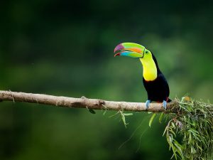 A Keel Billed Toucan Opens His Beak Typical Of The Kind Of Image We Hope You Will Capture During Our Costa Rican Wildlife Photography Holiday For Hero