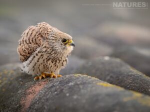 A Lesser Kestrel On A Rooftop Photographed On The Estate Used For The Natureslens Birds Of Extremadura Photography Holiday