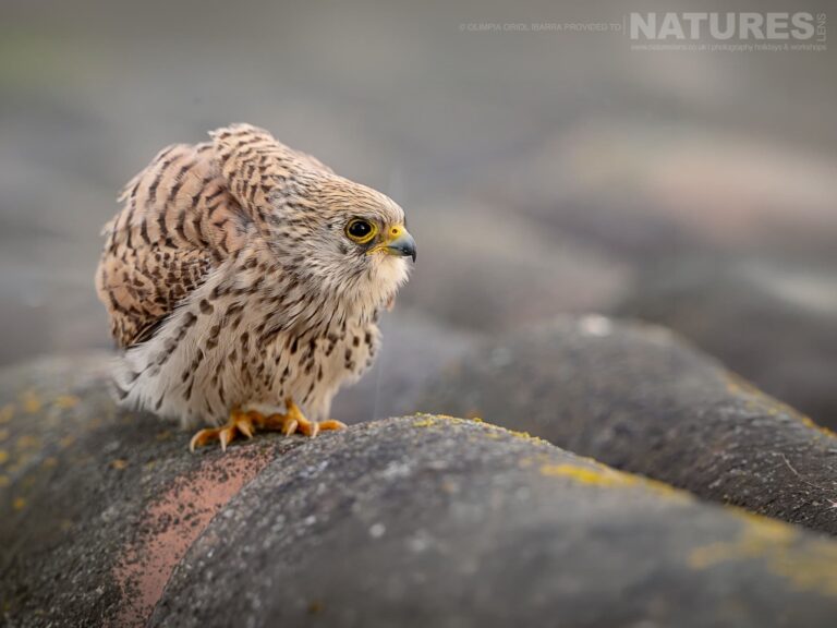Birds Of Extremadura