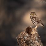 Other Species To Photograph During Our Wildlife Photography Holiday In Extremadura