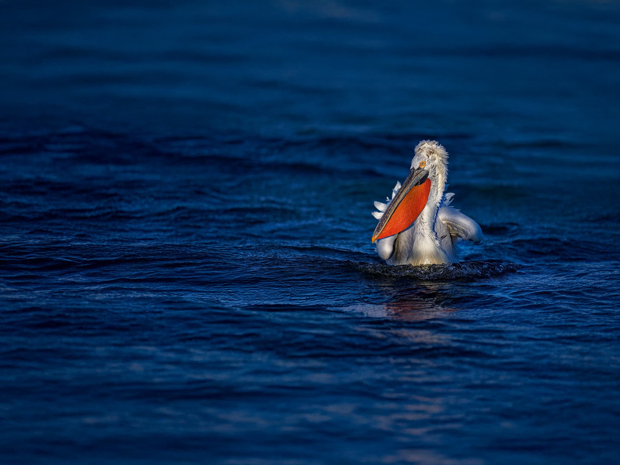 One Of Kerkinis Dalmatian Pelicans Swimming In Dark Water One Of Kerkinis Dalmatian Pelicans Swimming In Dark Water