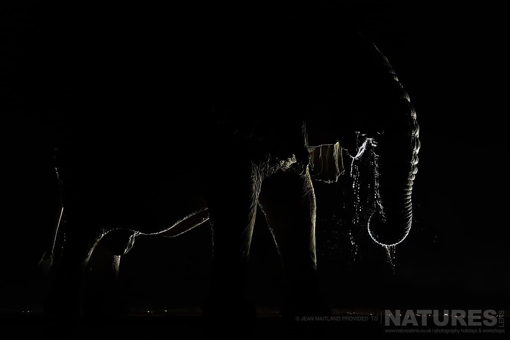A Backlit Elephant Drinking Water In Darkness Photographed In One Week At Shompole Wilderness A Backlit Elephant Drinking At A Waterhole In The Dark, Rim-Lit Against A Black Background At Shompole Wilderness