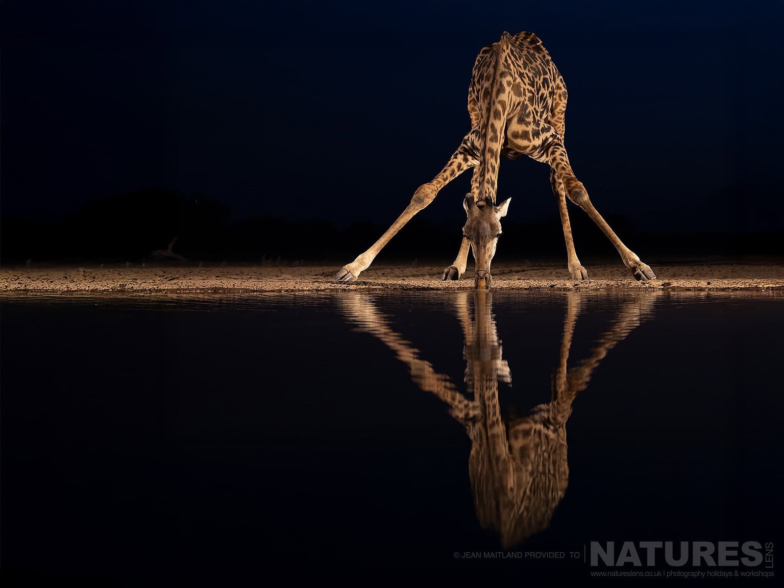 A Giraffe Dips Low to Drink Water at Night - photographed at Shompole Wilderness with NaturesLens