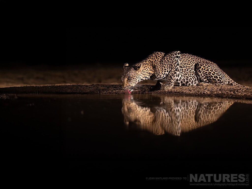 A Leopard Drinking Water At Night Causing A Superb Reflection Photographed In One Week At Shompole Wilderness A Leopard Drinking At Night, Creating A Superb Reflection In The Water At Shompole Wilderness