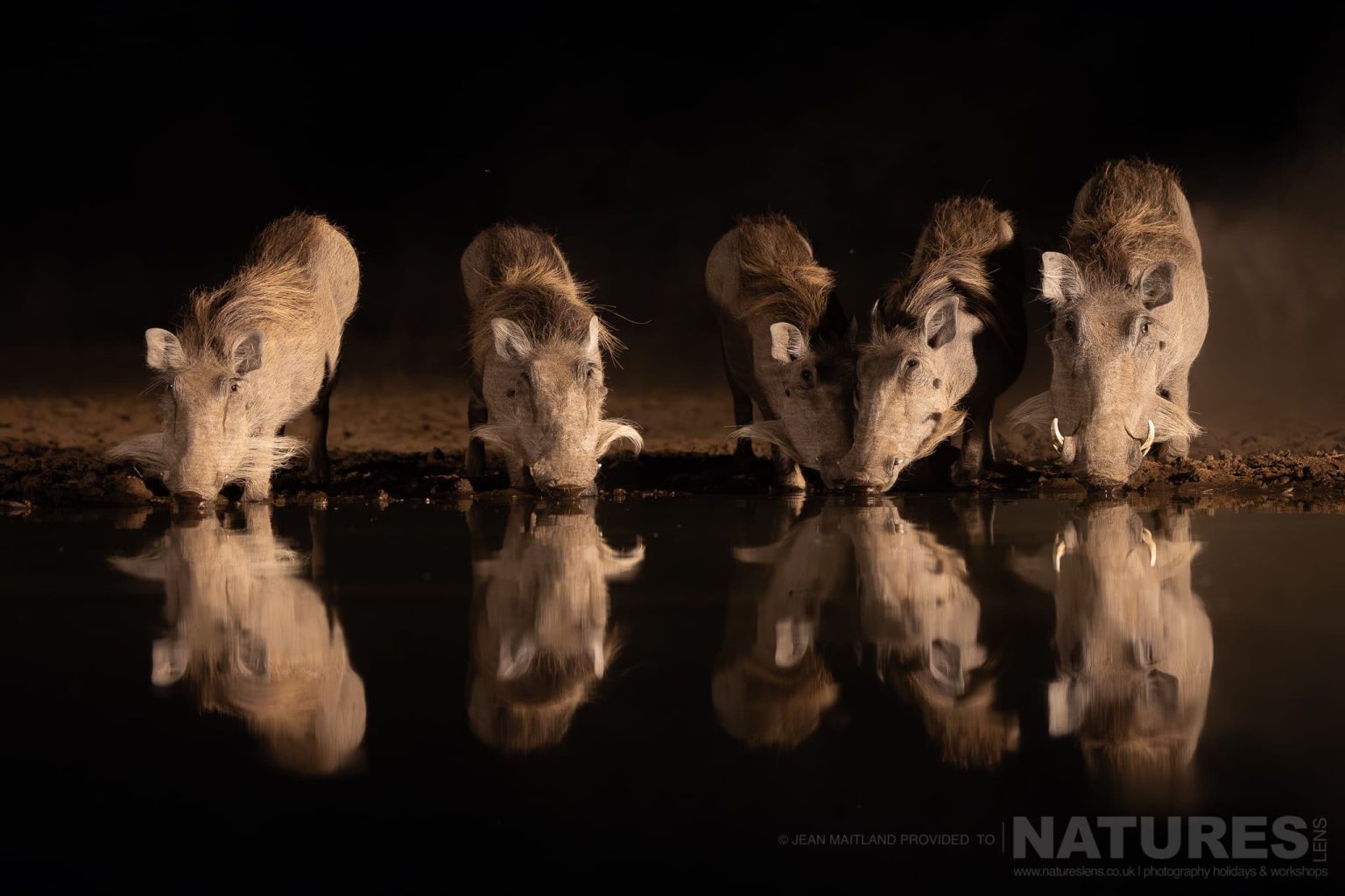 A Quartet of Warthogs Drinking at Night at the Waterhole - photographed at Shompole Wilderness with NaturesLens