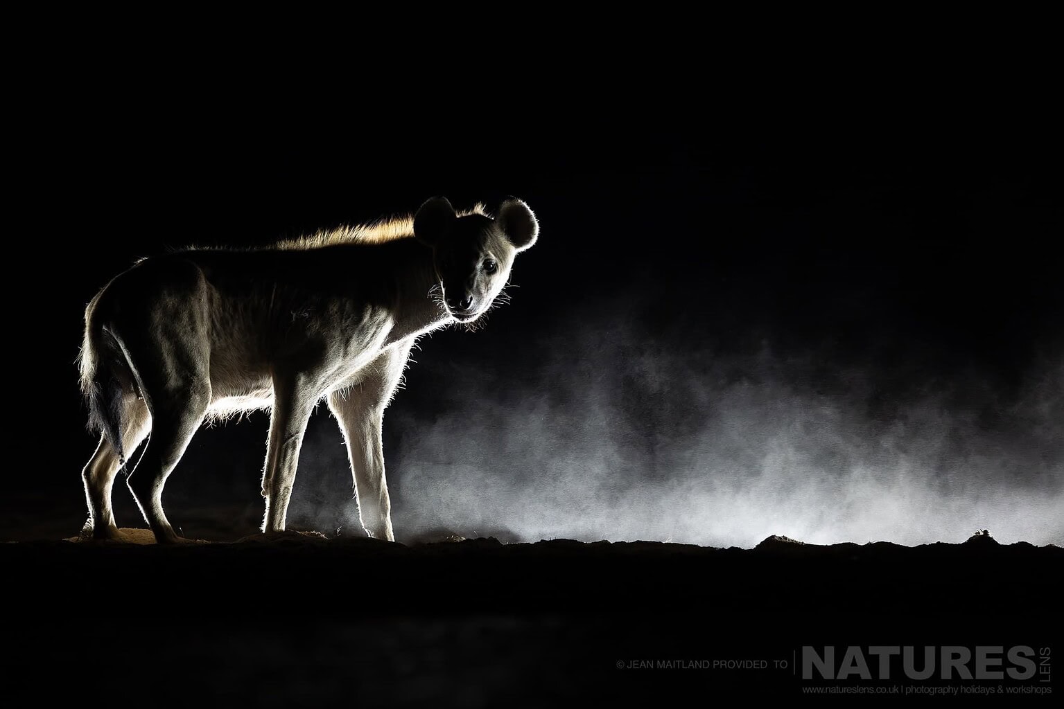 A Spotted Hyena in the Eerie Darkness With Dust Blowing Behind - photographed at Shompole Wilderness with NaturesLens