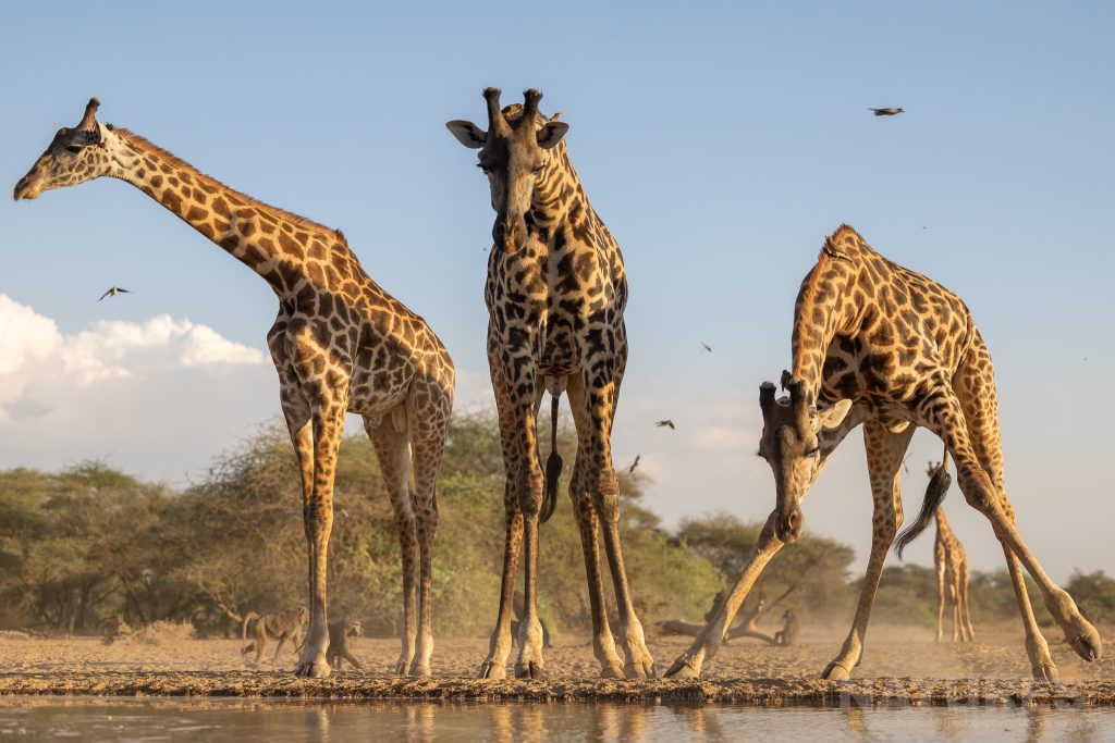 A Trio Of Giraffes Drinking At The Waterhole Photographed In One Week At Shompole Wilderness A Trio Of Giraffes Drinking At The Waterhole At Shompole Wilderness