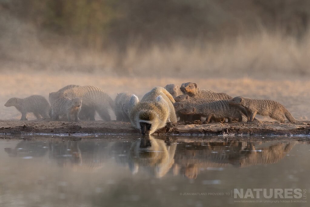 A Mongoose Group Drinking At The Waterhole At Dawn Photographed In One Week At Shompole Wilderness A Group Of Mongooses Drinking At The Waterhole At Dawn At Shompole Wilderness