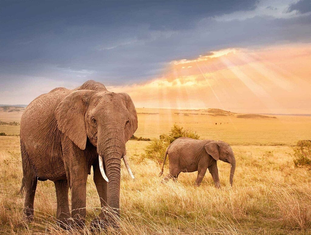 NaturesLens Proudly Sponsors the 2026 BBC Wildlife Calendar with NaturesLens in