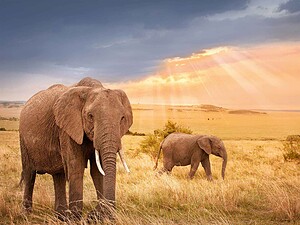 Cover of the BBC Wildlife Magazine Calendar that was sponsored by NaturesLens