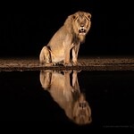 What Can You Hope To Photograph In One Week At Shompole Wilderness?