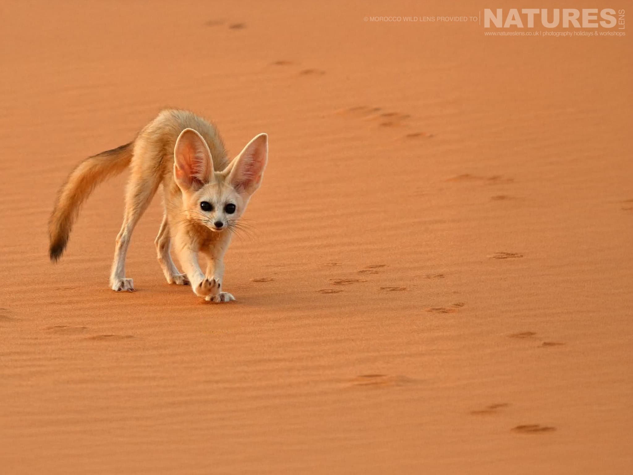 A Fennec Fox Running On The Moroccan Dunes One Of The Subjects Of The Natureslens Moroccan Wildlife Photography Tour A Fennec Fox Running On The Moroccan Dunes, One Of The Subjects Of The Natureslens Fennec Foxes & Other Moroccan Wildlife Photography Holiday