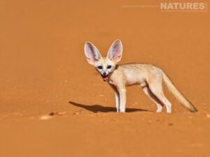 A Fennec Fox Stood Looking At The Photographer On The Moroccan Dunes One Of The Subjects Of The Natureslens Moroccan Wildlife Photography Tour