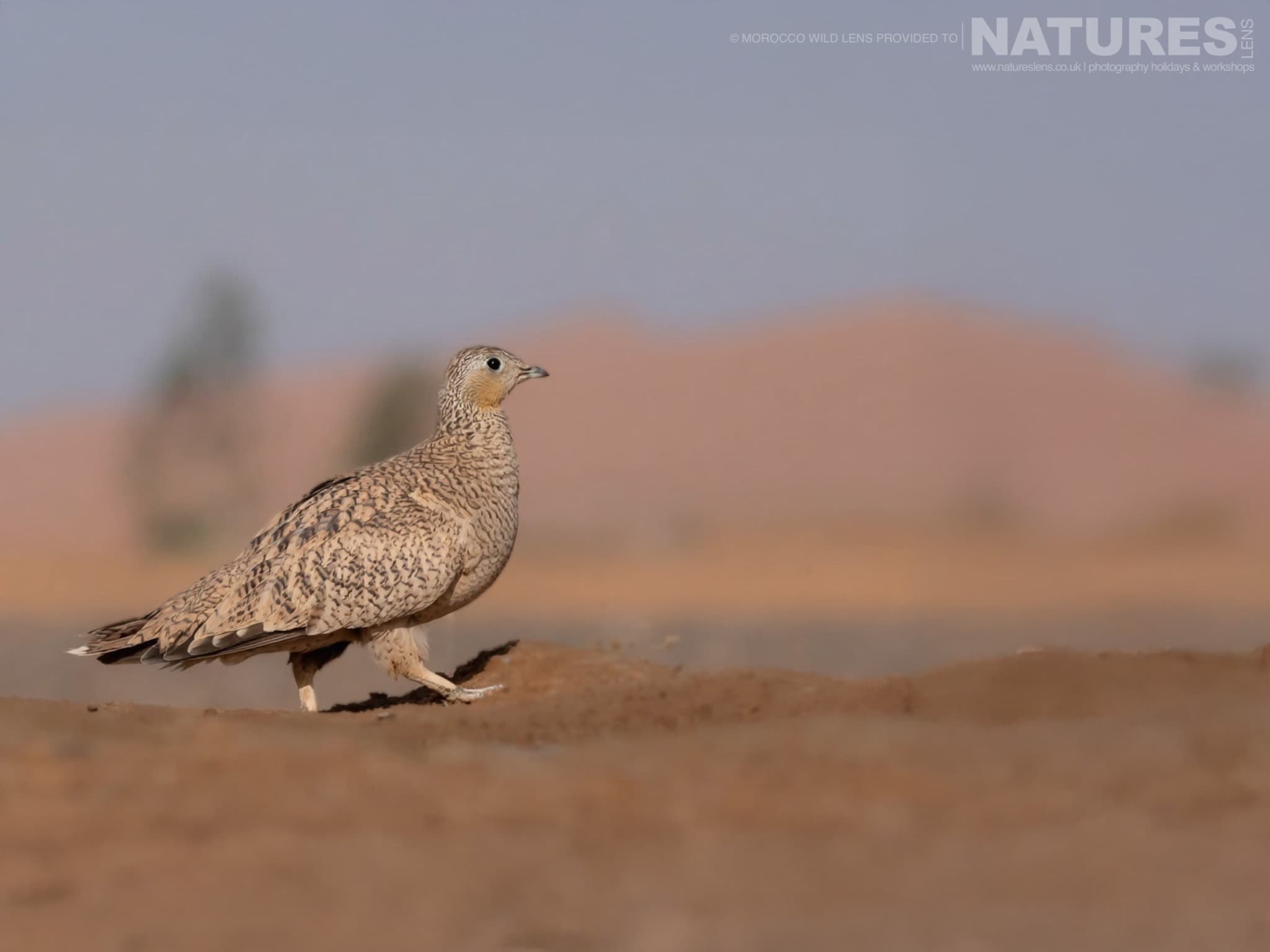 A Female Crowned Sandgrouse Running On The Moroccan Dunes One Of The Subjects Of The Natureslens Moroccan Wildlife Photography Tour A Female Crowned Sandgrouse Running On The Moroccan Dunes, One Of The Subjects Of The Natureslens Fennec Foxes & Other Moroccan Wildlife Photography Holiday
