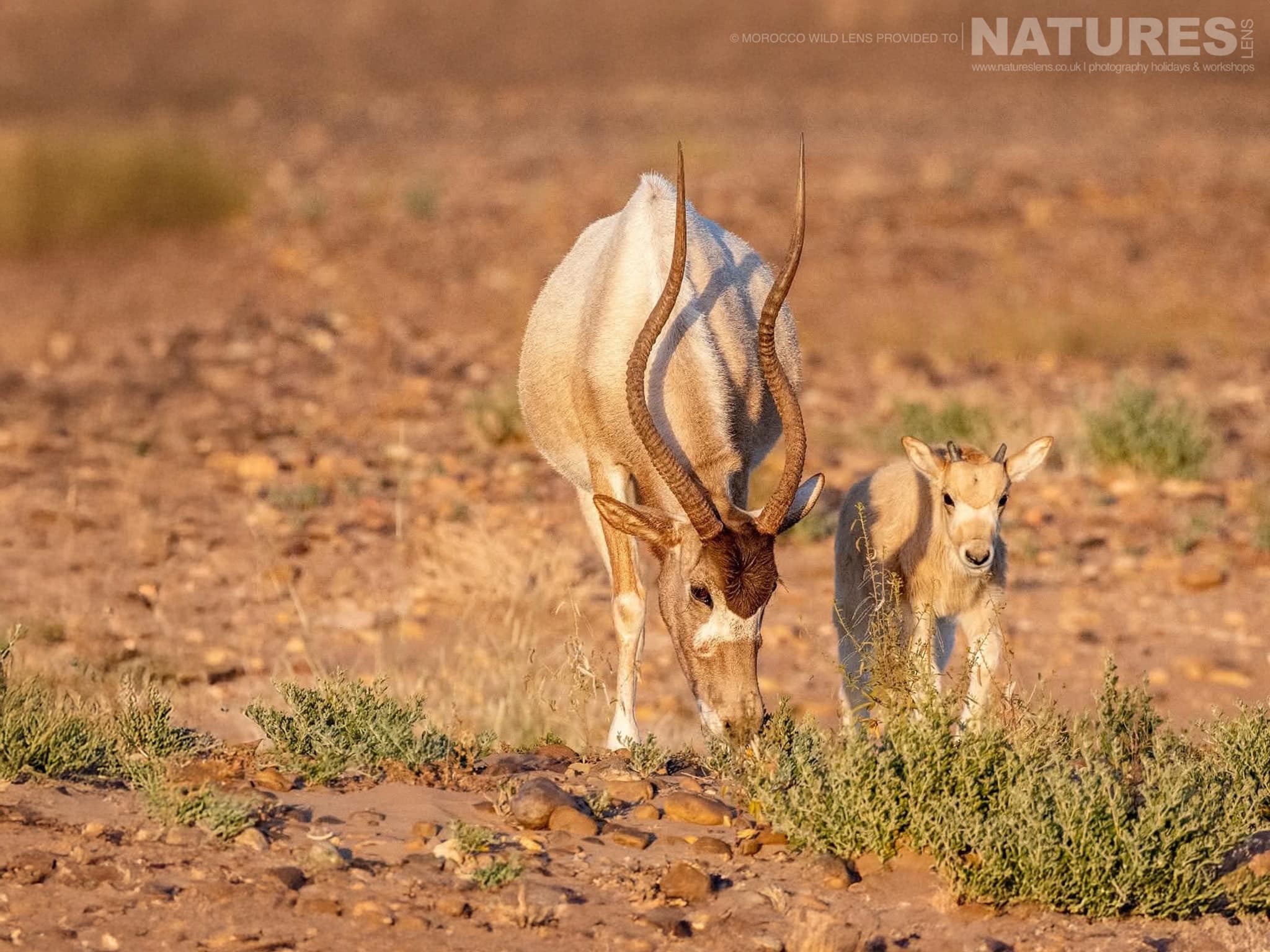 A Female Juvenile Addax Also Known As The White Antelope Or Screwhorn Antelope One Of The Subjects Of The Natureslens Moroccan Wildlife Photography Tour A Female Juvenile Addax, Also Known As The White Antelope Or Screwhorn Antelope, One Of The Subjects Of The Natureslens Fennec Foxes & Other Moroccan Wildlife Photography Holiday