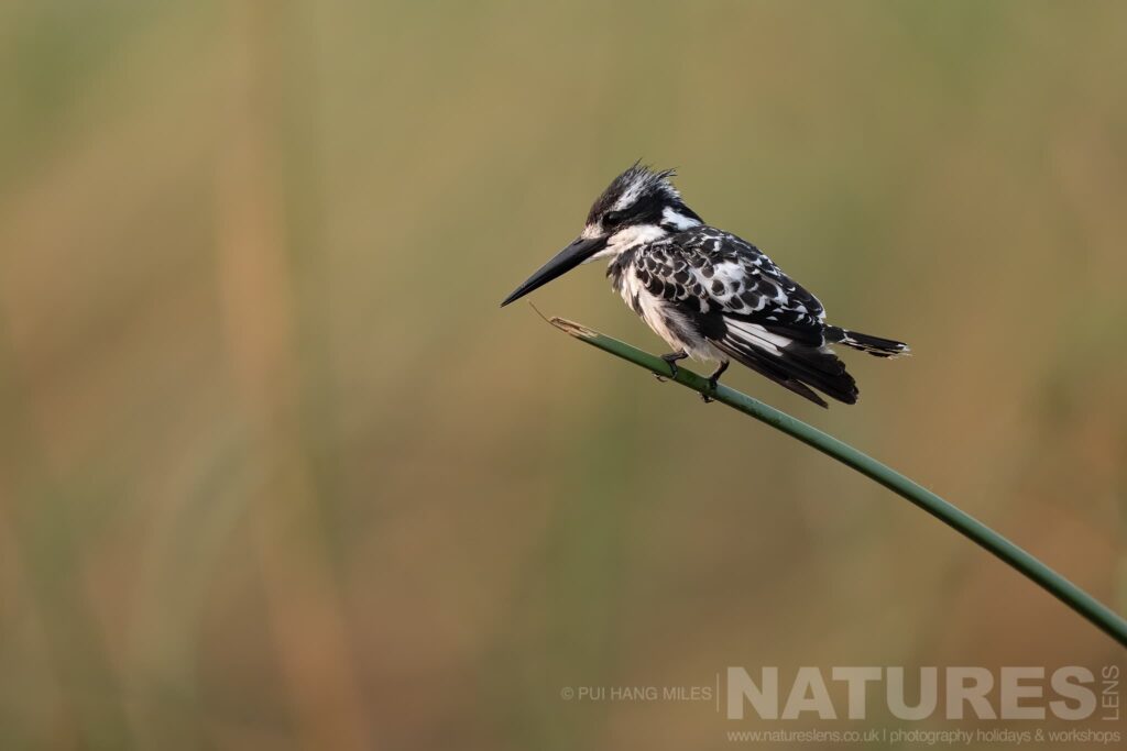 A Pied Kingfisher Perched On Reed Captured During Our Wildlife Of The Chobe River Photography Holiday A Pied Kingfisher Perched On A Reed On The Chobe River