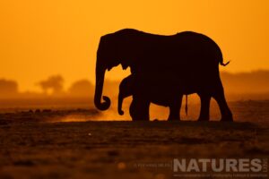 Mother Calf Elephant Silhouettes At Sunset Captured During Our Wildlife Of The Chobe River Photography Holiday