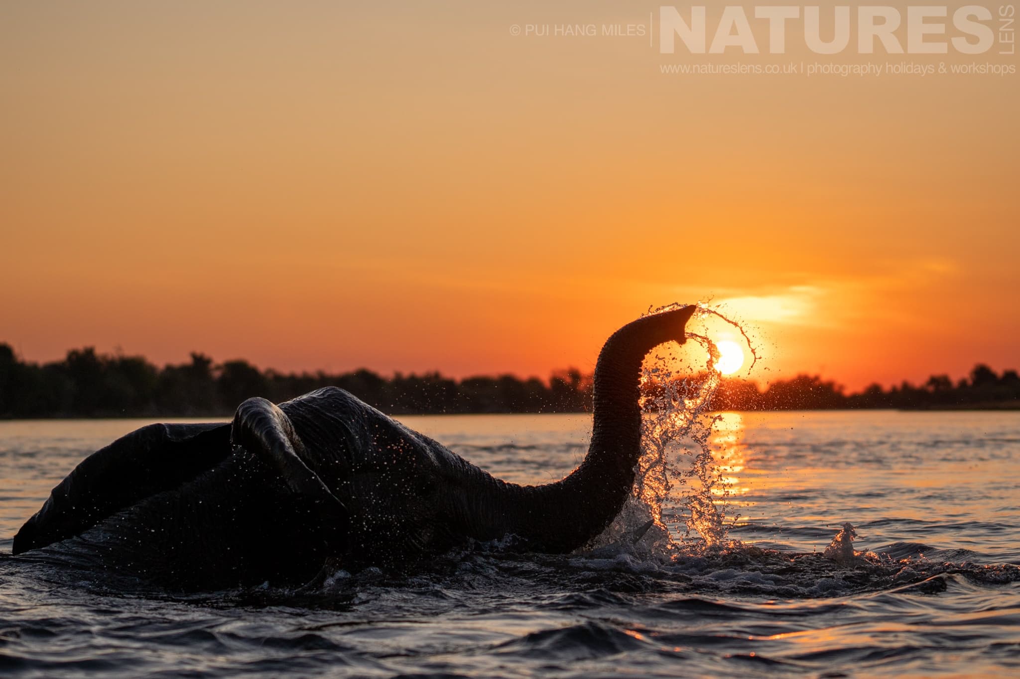The Atmospheric Moment Of An Elephant Bathing At Sunset In The River Captured During Our Wildlife Of The Chobe River Photography Holiday The Atmospheric Moment Of An Elephant Bathing At Sunset In The River - A Great Example Of Elephant Photography From Boats On The Chobe River