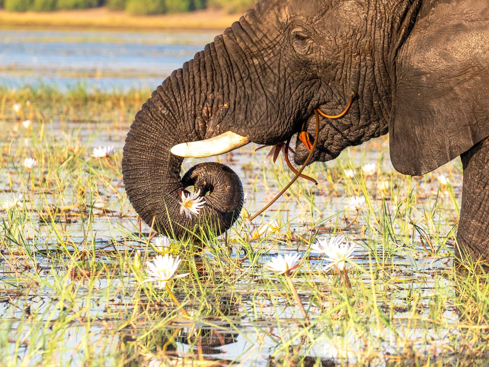 The Delicate Moment Of An Elephant Drinking Among Floating Flowers Captured During Our Wildlife Of The Chobe River Photography Holiday The Delicate Moment Of An Elephant Drinking Among Floating Flowers - A Great Example Of Elephant Photography From Boats On The Chobe River