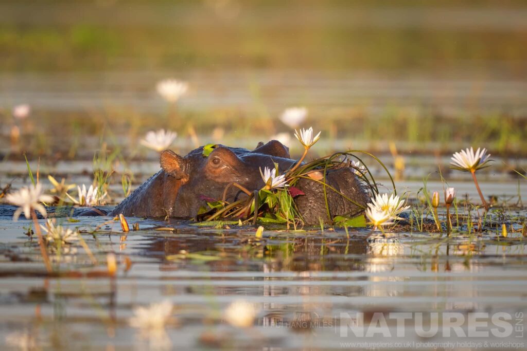 The Serene Moment Of A Hippopotamus Resting Among White Lilies Captured During Our Wildlife Of The Chobe River Photography Holiday A Hippopotamus Resting Among White Lilies On The Chobe River