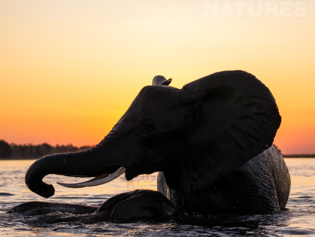 The tranquil moment of an elephant bathing in the river at sunset captured during our Wildlife of the Chobe River photography holiday