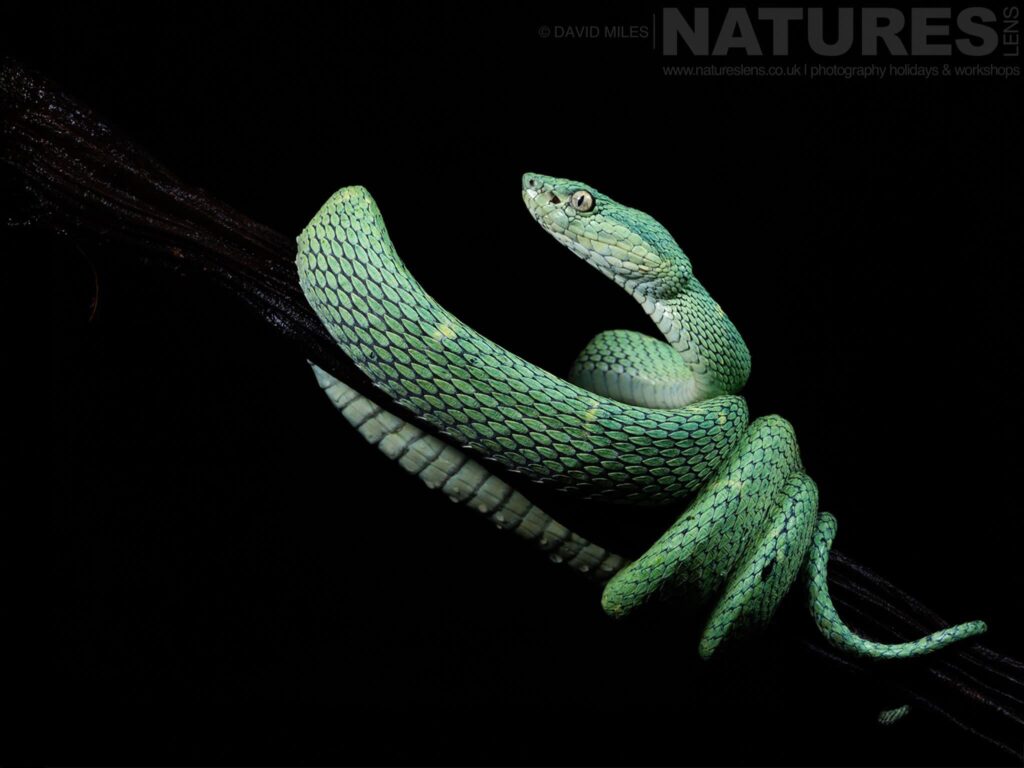 A Coiled Pit Viper Photographed In Costa Rica In November 2025