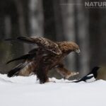 Photographing Golden Eagles In Northern Sweden