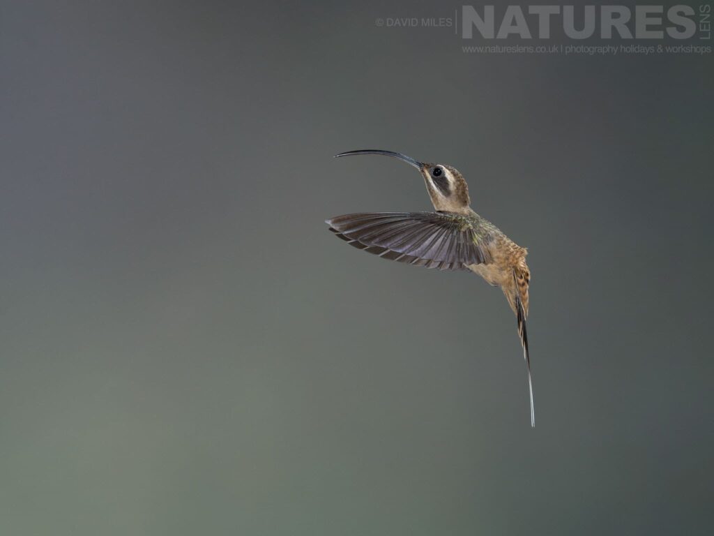 A Long Billed Hermit Hummingbird In Flight Photographed In Costa Rica In November 2025