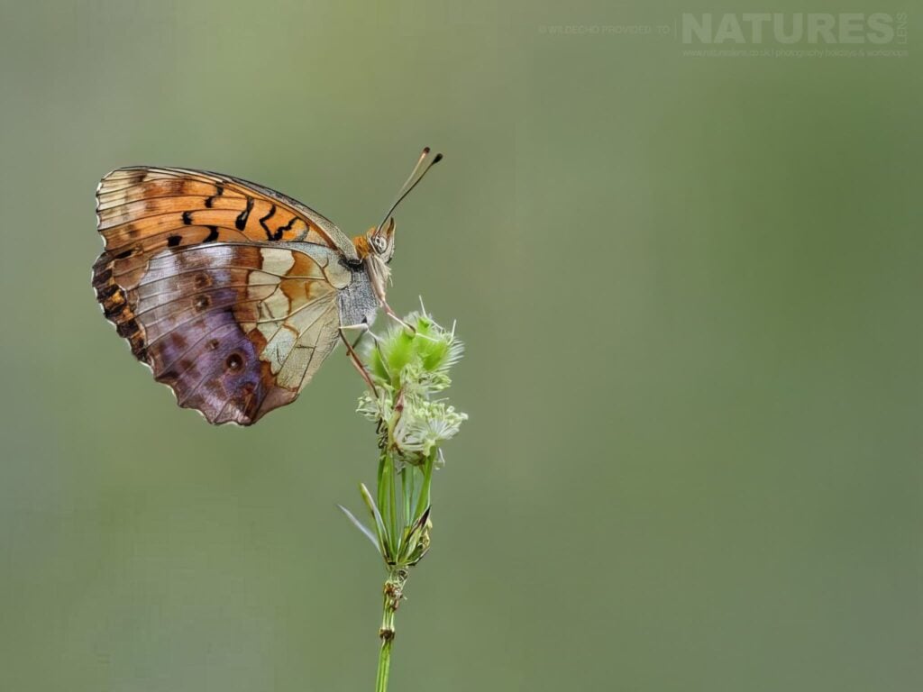 Photograph the Bulgarian Mountain Butterfly Macro with NaturesLens during 2027